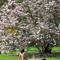 2170_6485 bluehender Magnolienbaum in der Sonne. | 